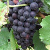 1208F 078 Neckar Weinanbau